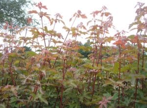 Buy Field Maple Hedge Plants | Acer Campestre Hedges | Hopes Grove ...