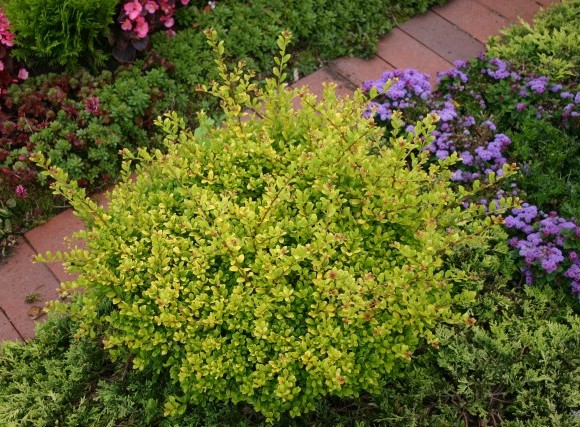 Holly Japanese Golden Hedging (ilex Crenata Golden Gem)