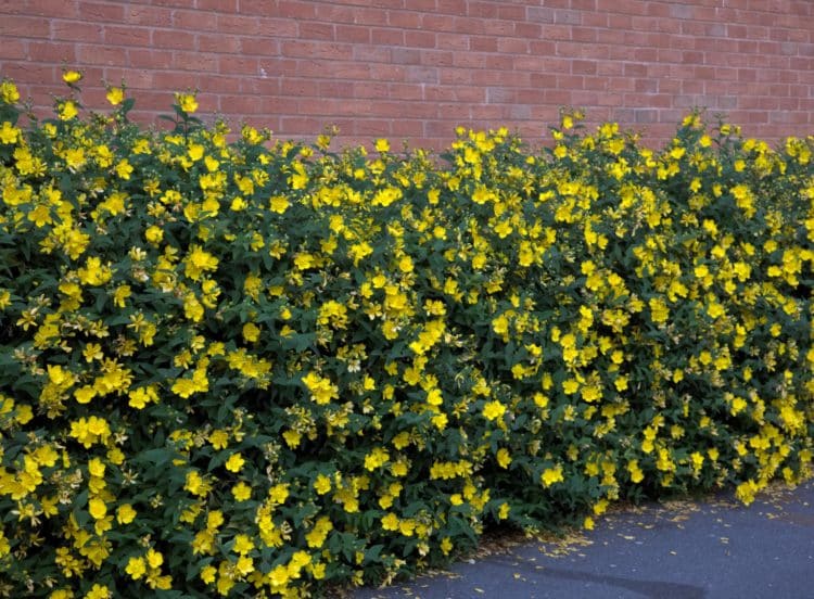 Hypericum Hedging Plants Hypericum Hidcote & More