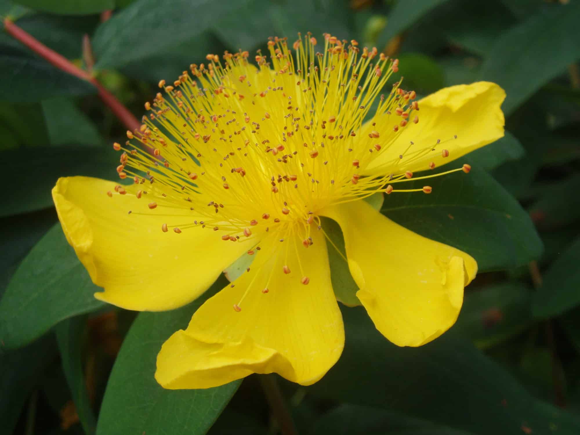 hypericum