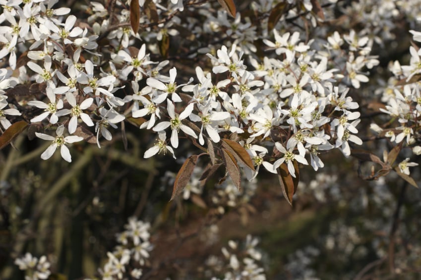 Buy Amelanchier Lamarckii Hedging - JuneBerry Hedge | Hopes Grove Nurseries