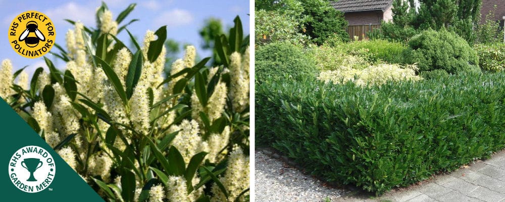 Laurel Hedging  Buy Laurel Hedge Plants Online  Hopes Grove Nurseries