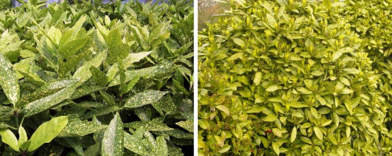 Laurel Hedging  Buy Laurel Hedge Plants Online  Hopes Grove Nurseries