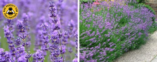 Lavender Hedging For Sale 