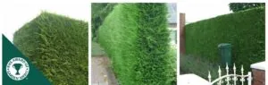 Green leylandii hedging conifers (x Cupressocyparis leylandii)