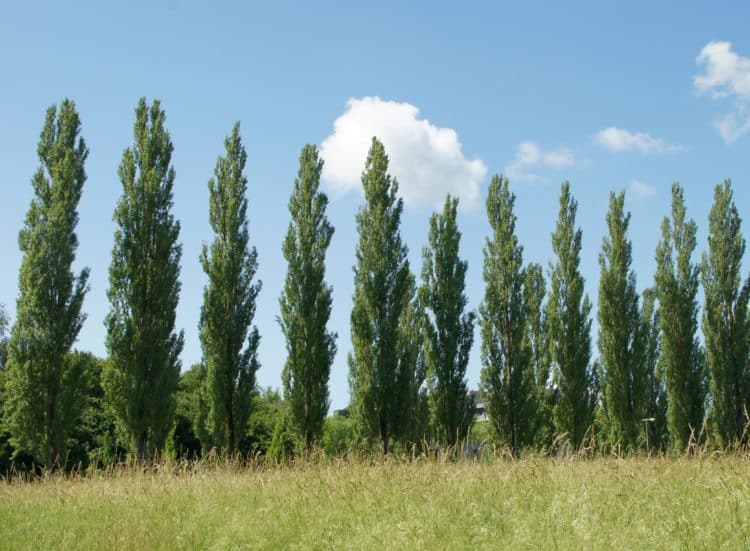 Poplar Hedging Plants (Populus Nigra Italica)