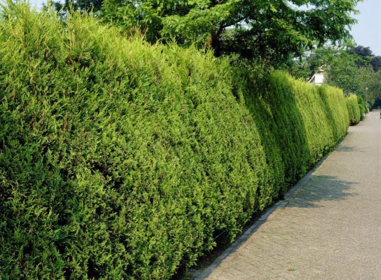 Buy Golden Leylandii Hedge Plants | Golden Leylandii Hedging | Hopes ...