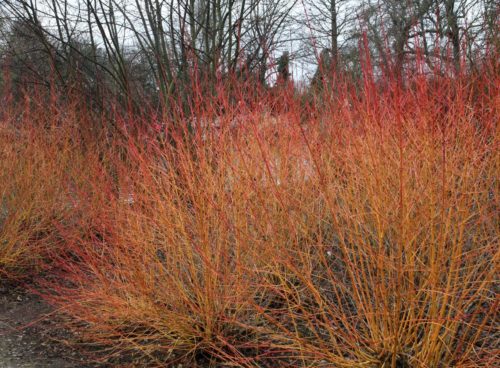 Dogwood Midwinter Fire Hedging Plants (Cornus Sanguinea)