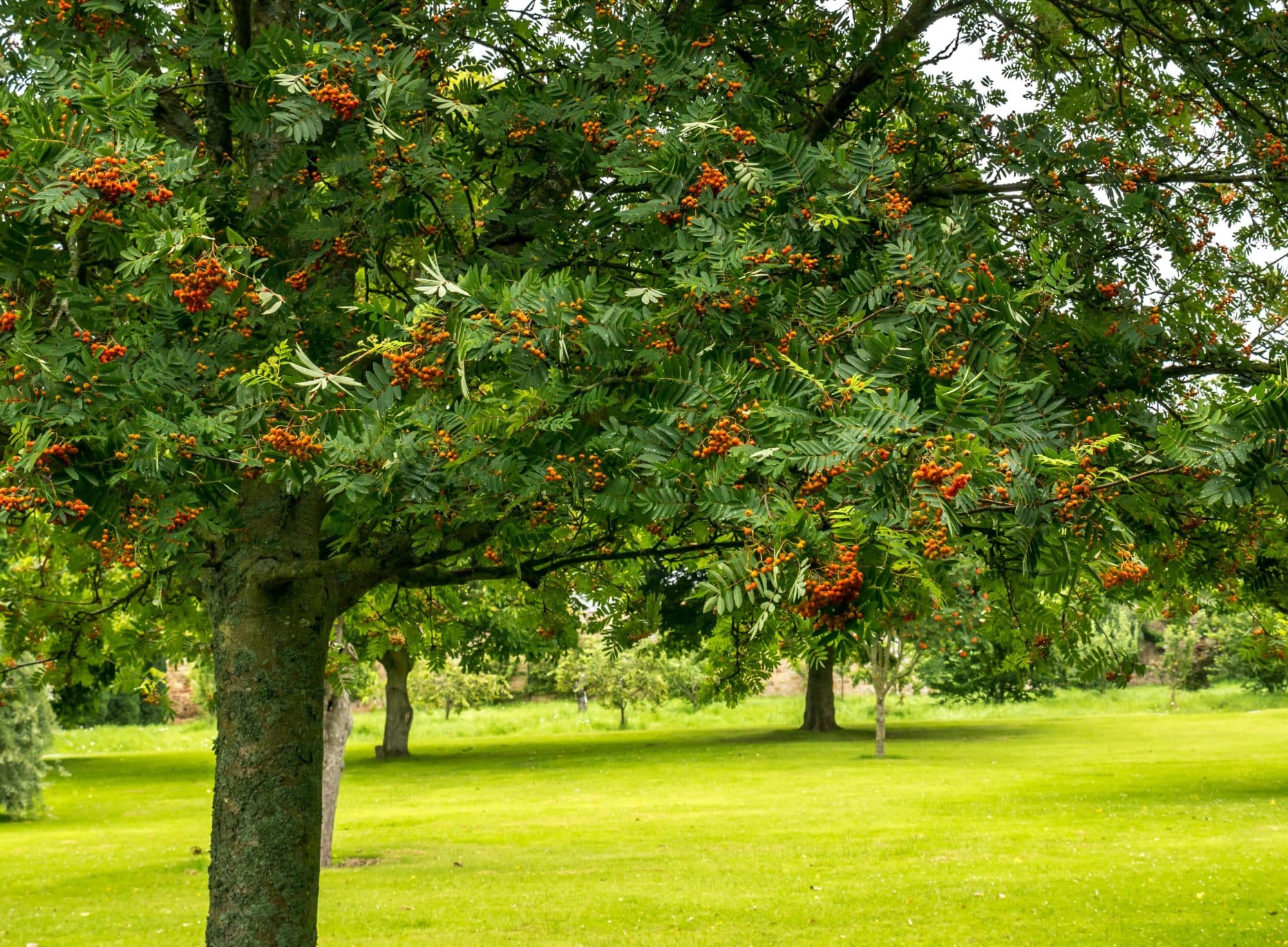 Buy Mountain Ash Trees & Hedges | Sorbus Aucuparia or Rowan Hedge ...