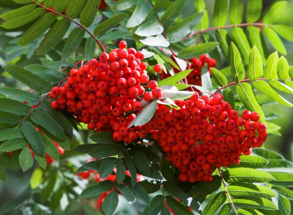 Buy Mountain Ash Trees & Hedges | Sorbus Aucuparia or Rowan Hedge ...