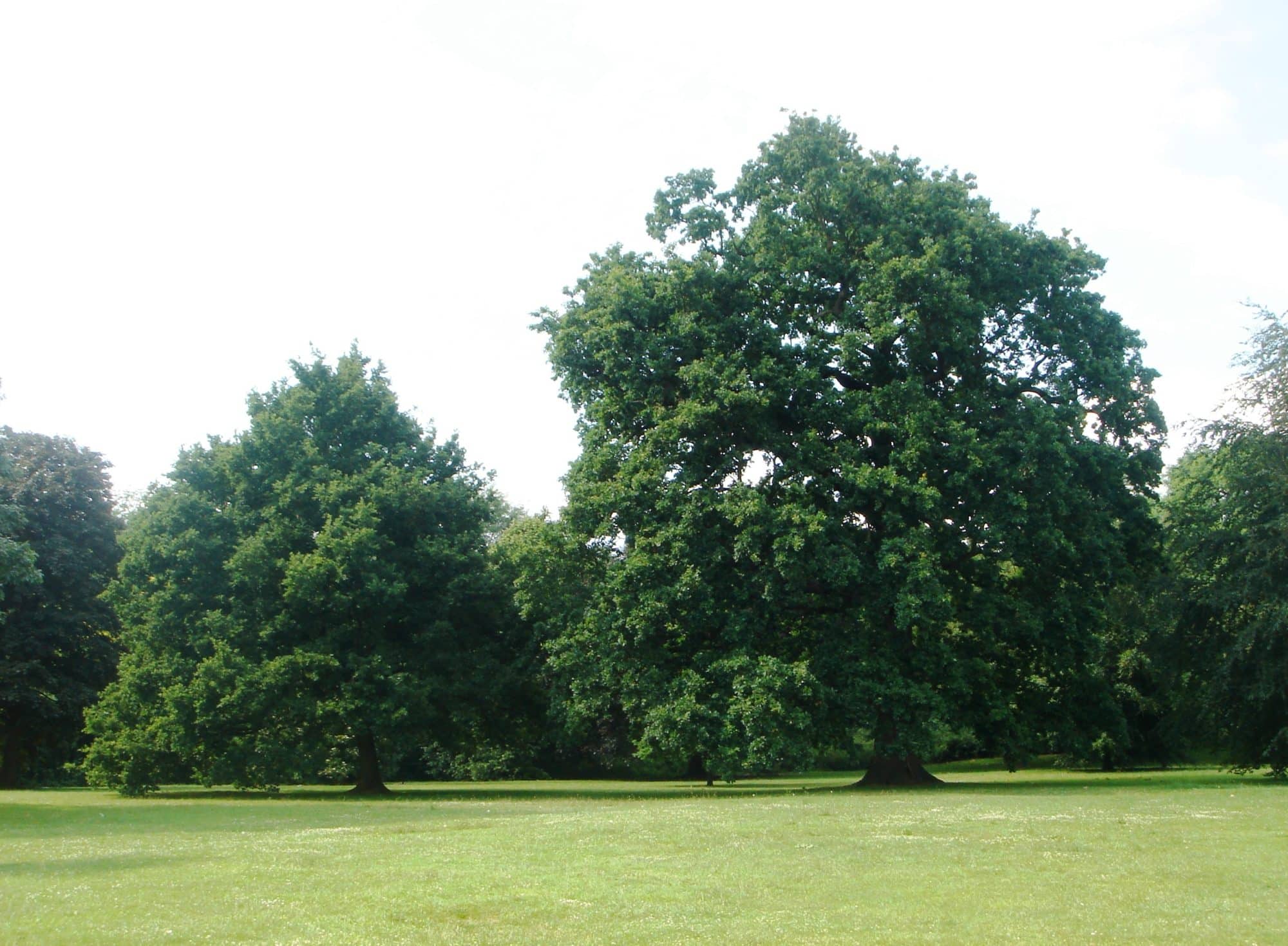 Buy Oaks (Quercus) Hedging | Browse our Oak Varieties at Hopes Grove ...