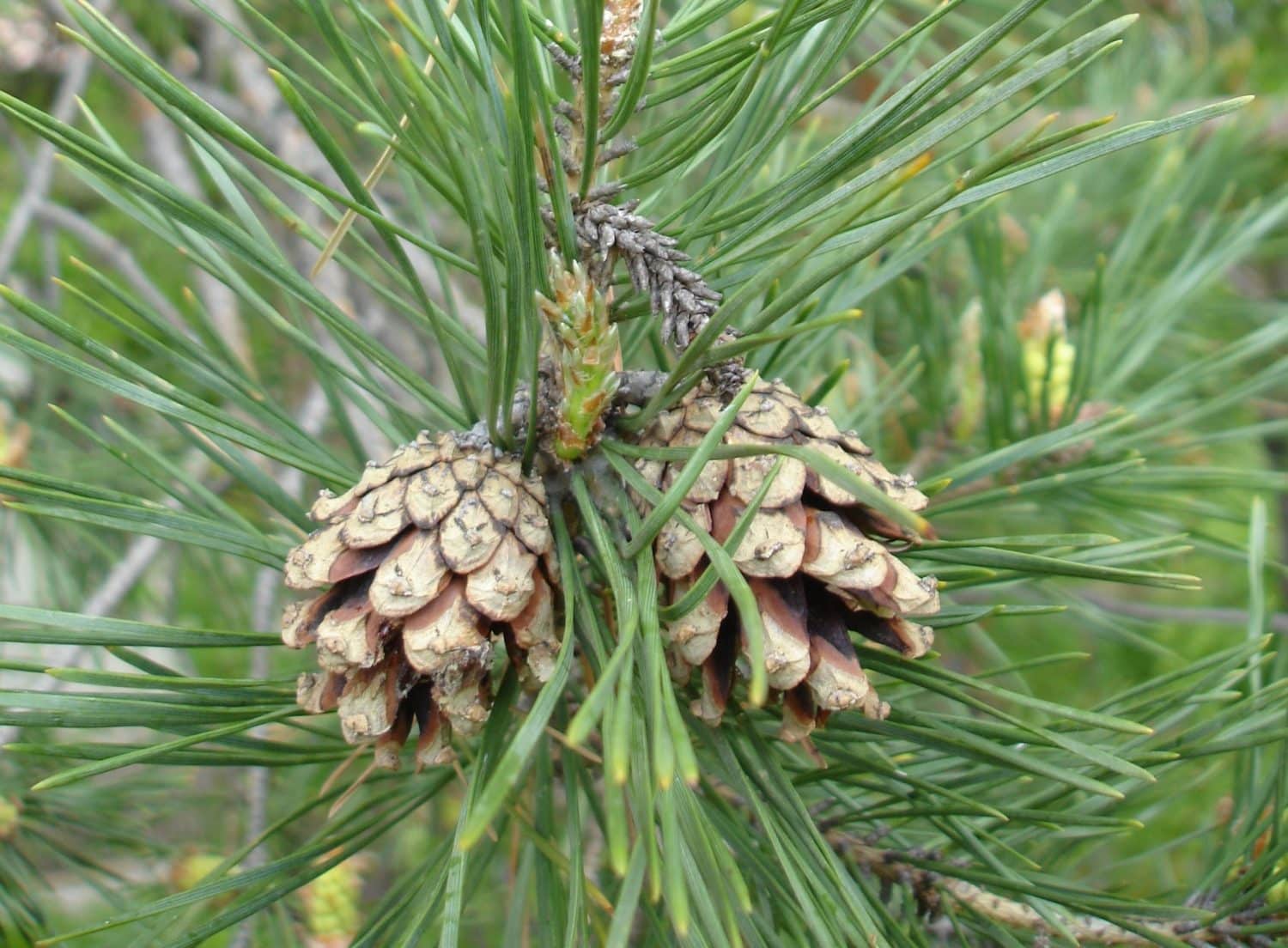 Scots pine что это