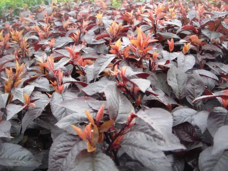 Recently trimmed hedge of Purple leaf Plum Prunus cerasifera Nigra