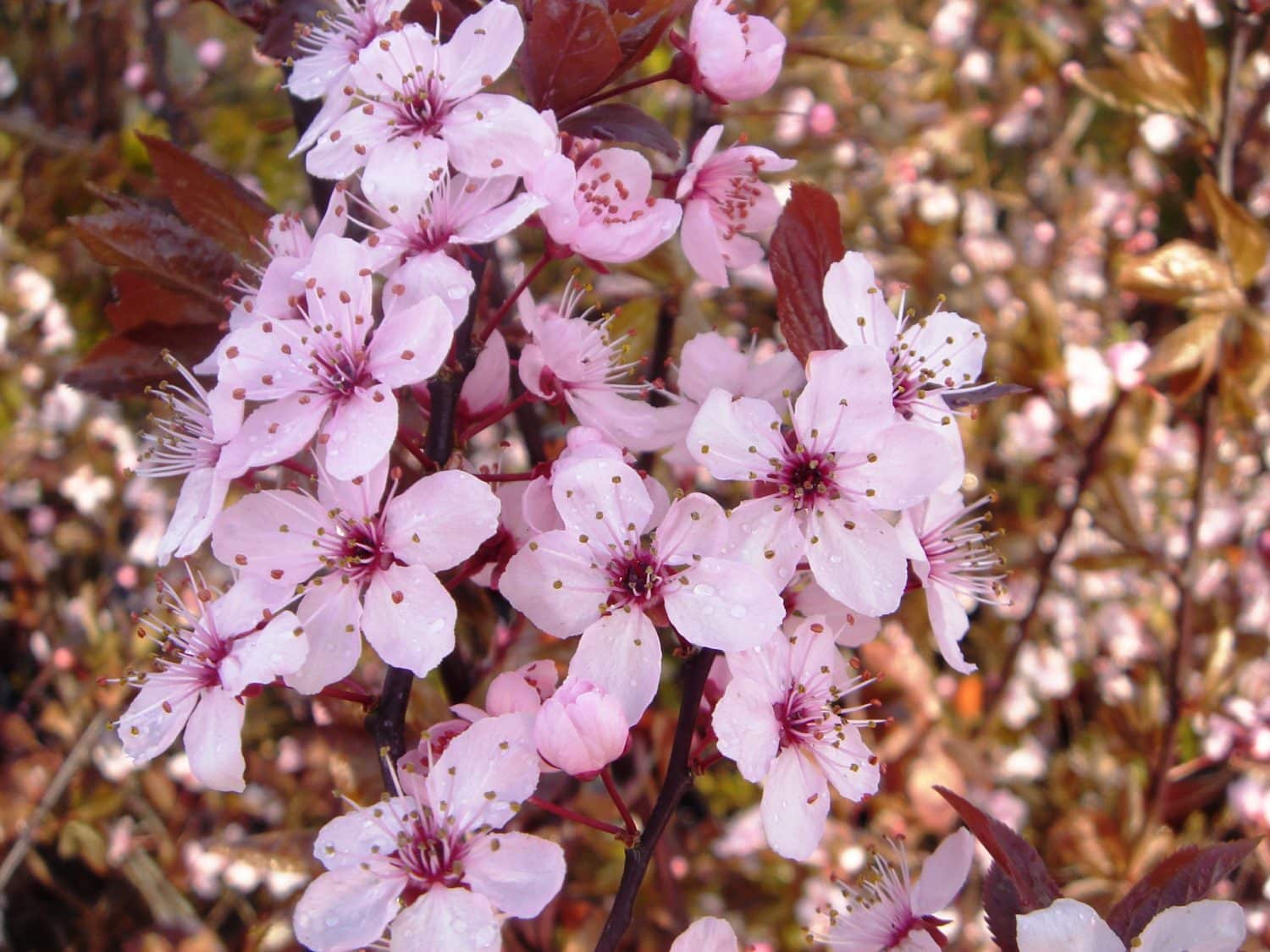 Buy Plum Hedging Plants (Prunus) | Hopes Grove Nurseries