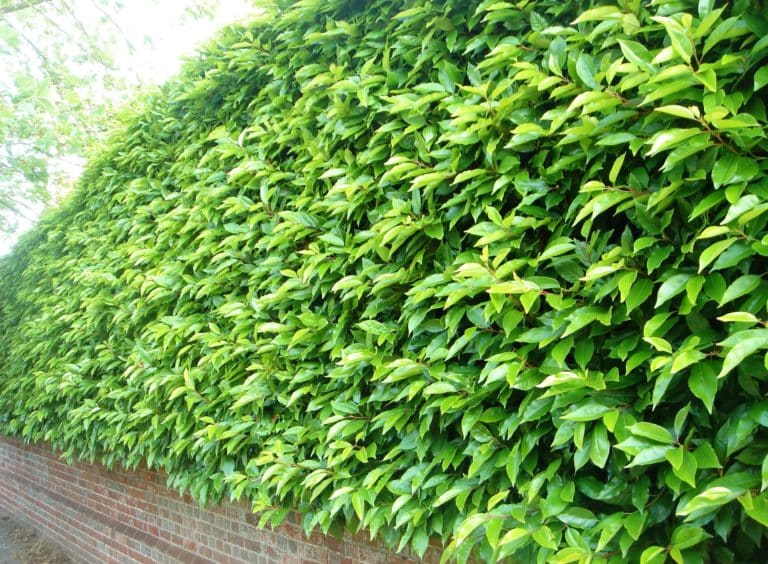 Laurel Hedging  Buy Laurel Hedge Plants Online  Hopes Grove Nurseries