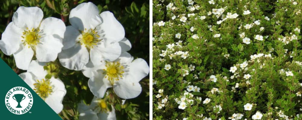 Buy Potentilla Fruticosa Hedge Flowers & Hedge Plants | Hopes Grove ...