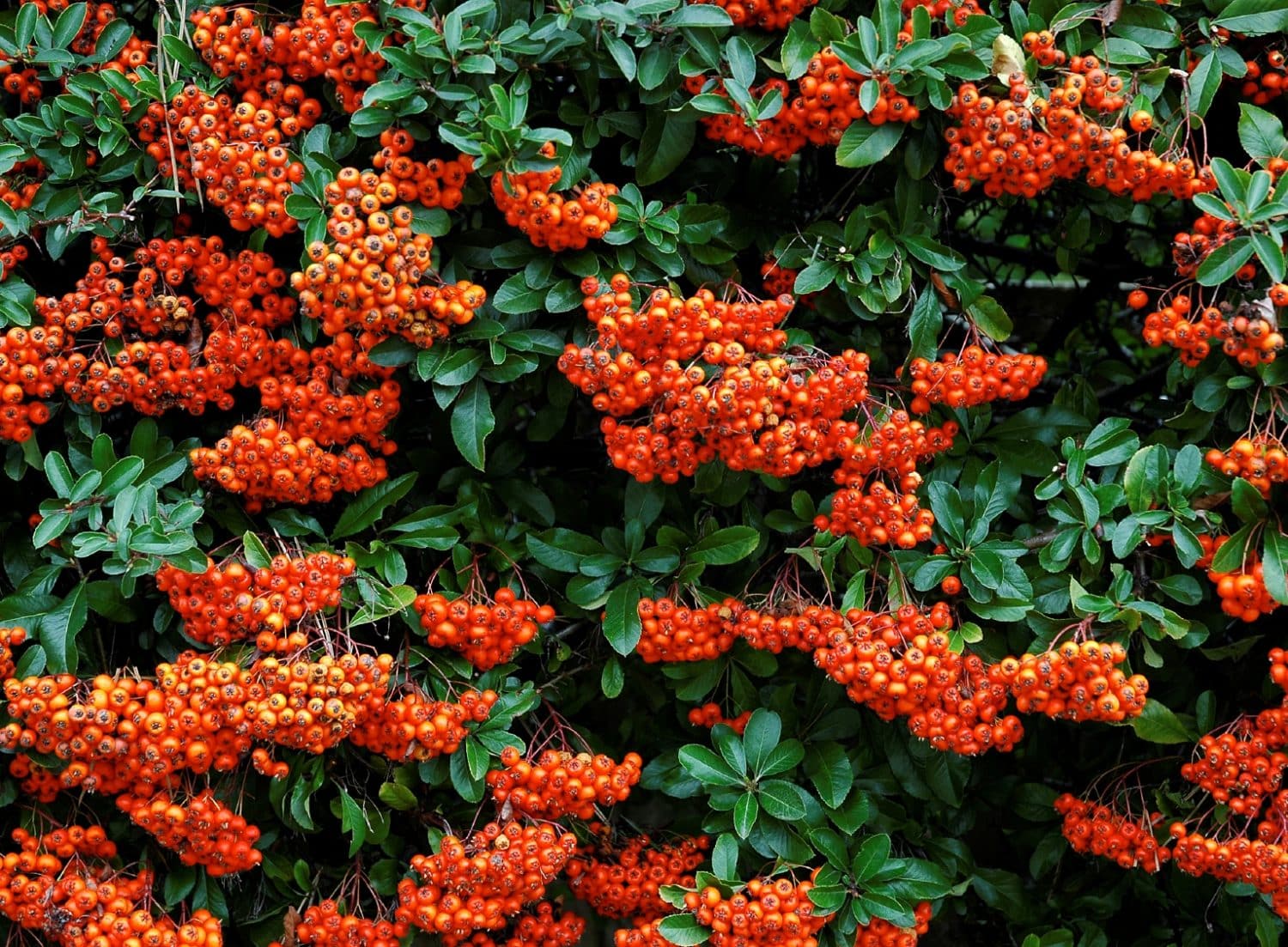 Buy Pyracantha Hedging Firethorn | Pyracantha for sale | Hopes Grove 