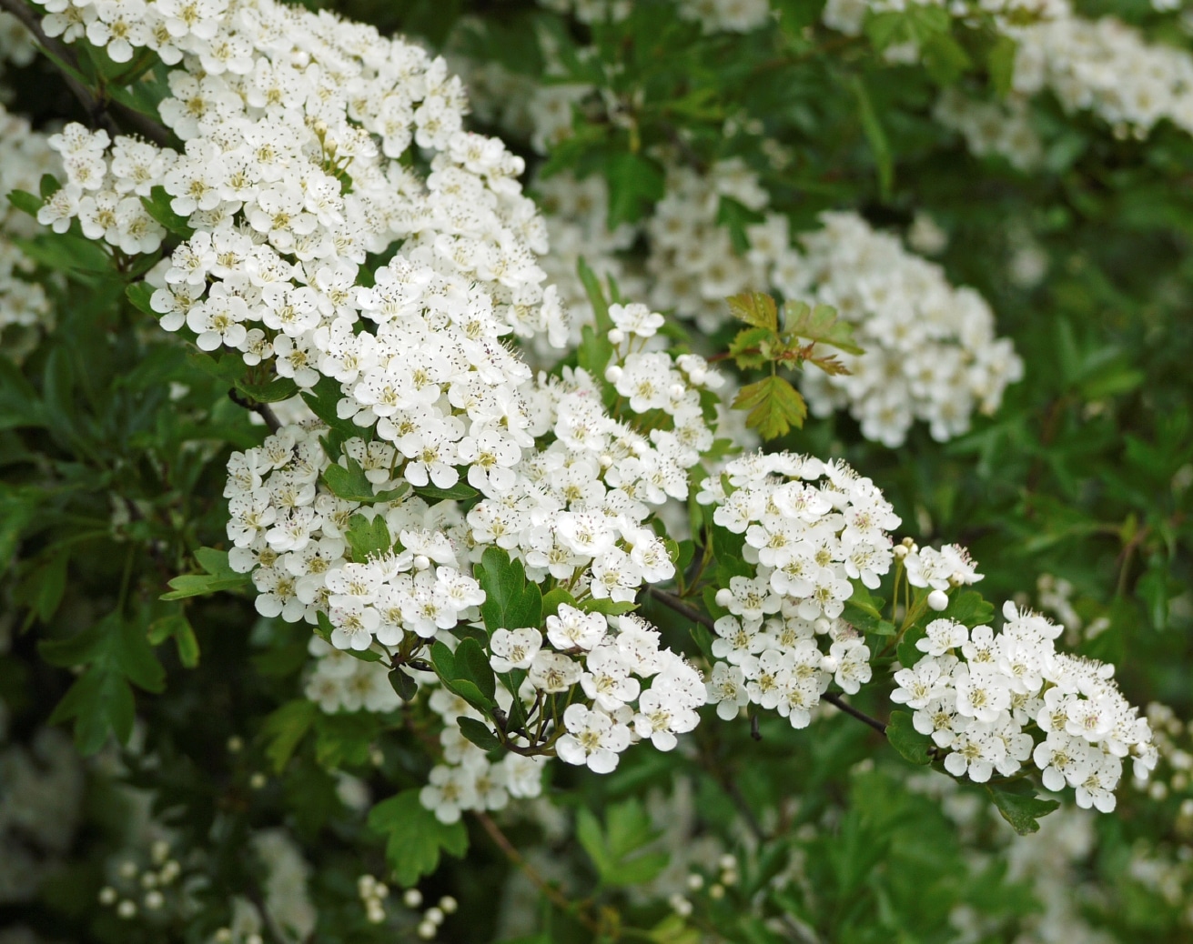 Buy Hawthorn Hedging & Quickthorn Hedge Plants | Hopes Grove