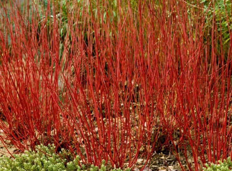 Dogwood Red Stemmed Hedging Plants (Cornus Alba Sibirica)