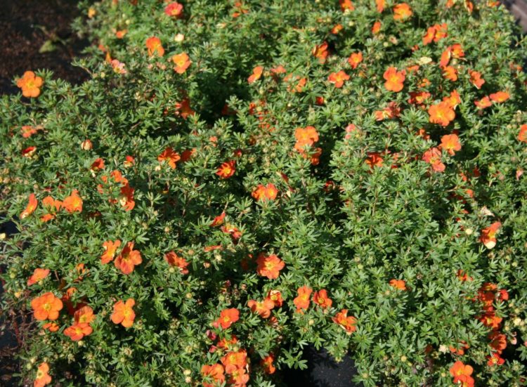 Potentilla Red Flowers Hedging Plants (Potentilla Red Ace)