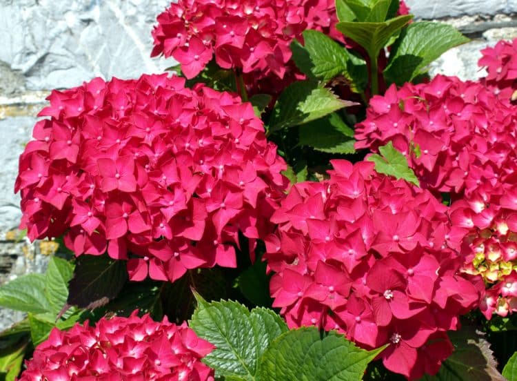 Hydrangea Mophead Red Hedging Plants (Hydrangea Macrophylla)