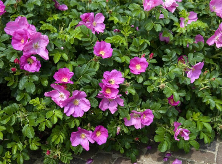 Rose Rugosa Red Hedging Plants