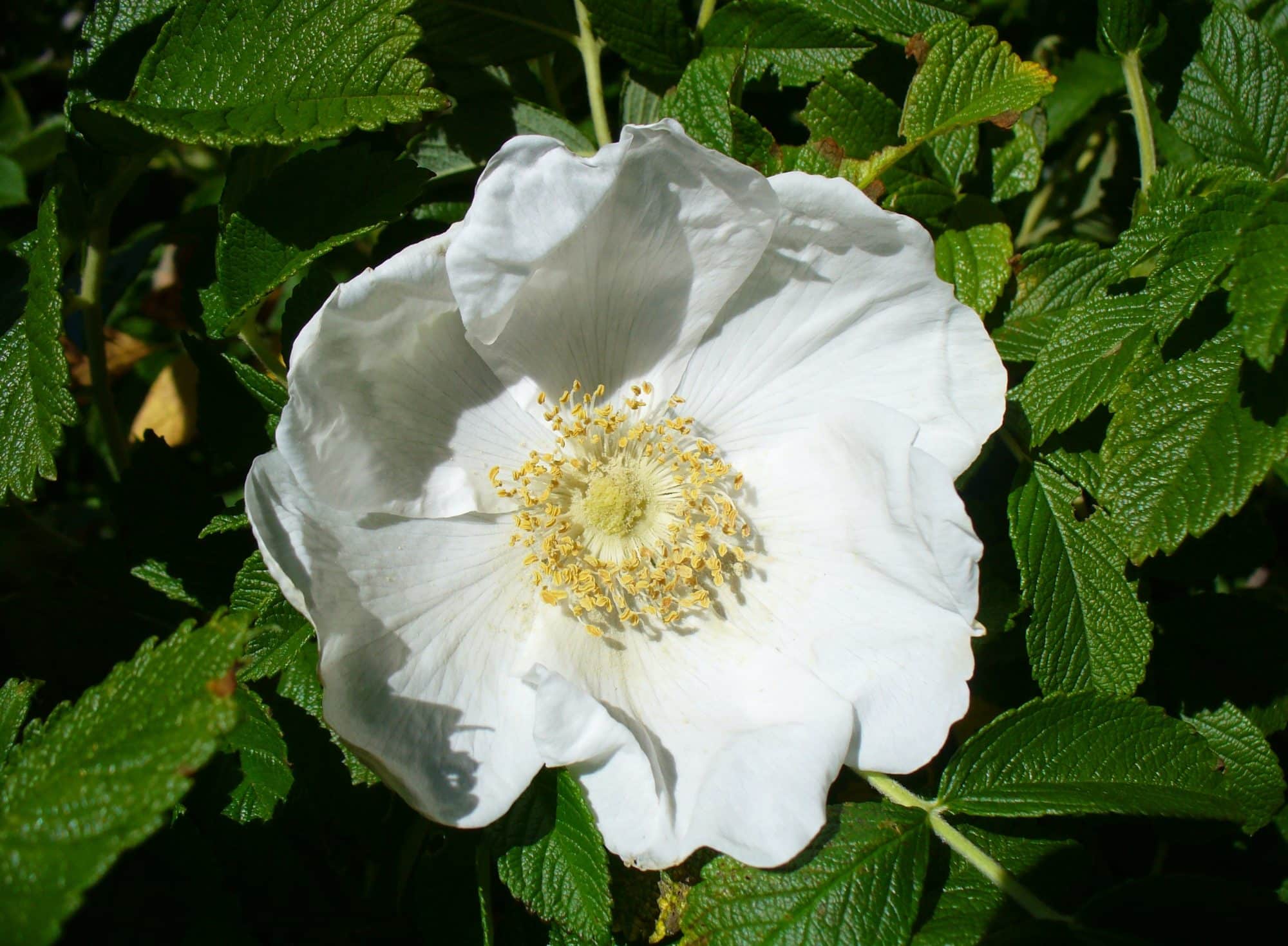 Роза Морщинистая Белая