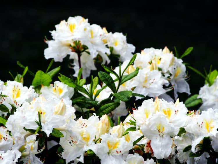 Buy Deciduous Azaleas Hedges and Hedging Plants | Hopes Grove Nurseries