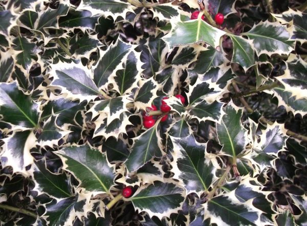 Buy Ilex Argentea Marginata - Silver Holly | Variegated Holly Hedging