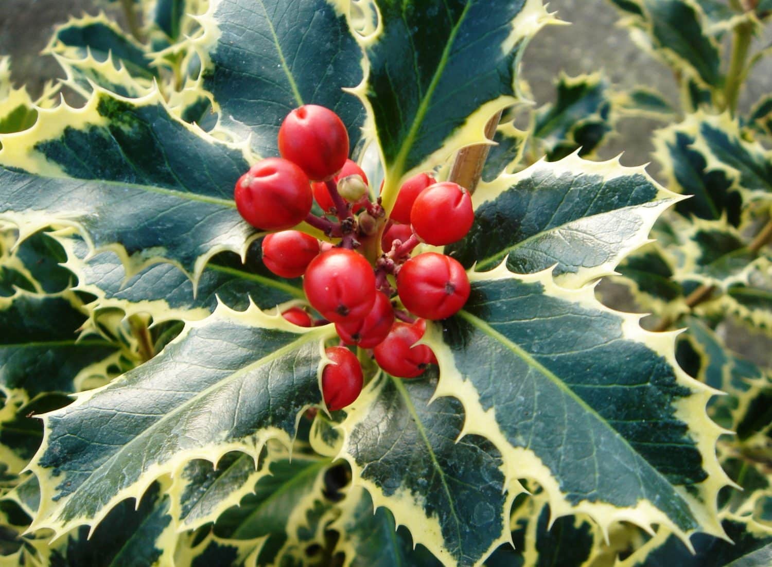 Types Of Holly Leaves