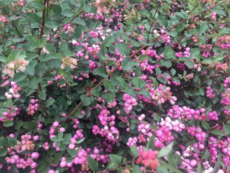 Berries on Snowberry hedging plants Symphoricarpos x doorenbosii Mother of Pearl