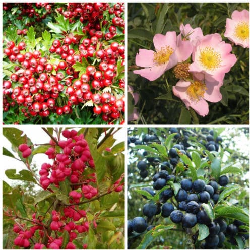 Buy Special Native Mixed Hedgerow | Hopes Grove Nurseries