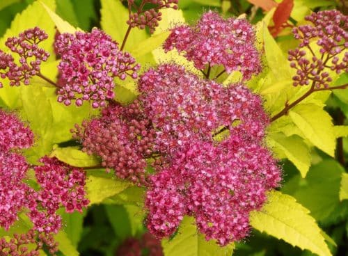 Buy Spiraea Japonica Goldflame Spirea Goldflame Hedging Plants Hopes Grove