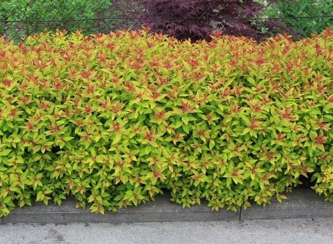 Buy Spiraea Japonica Goldflame Spirea Goldflame Hedging Plants Hopes Grove