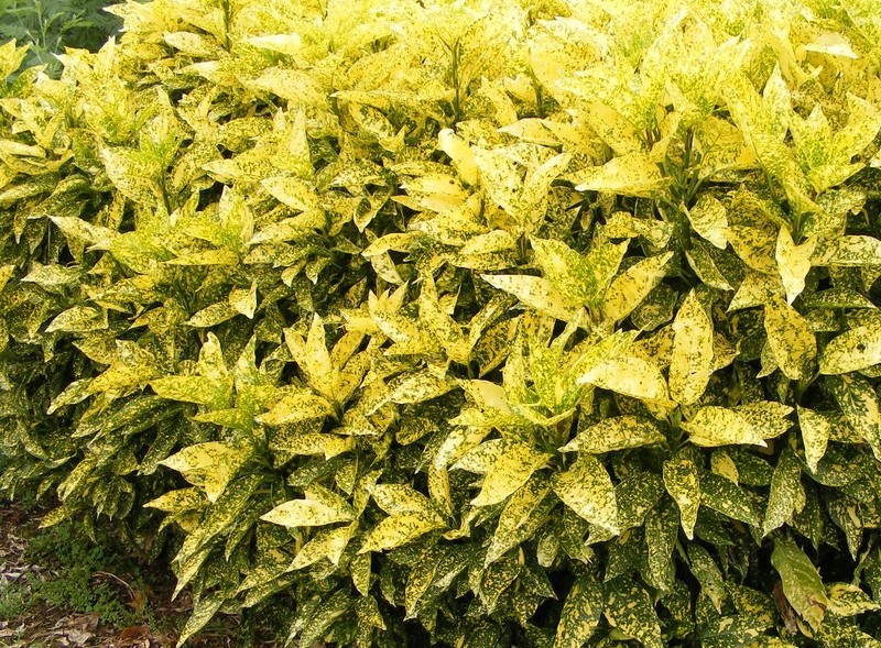 Laurel Hedging  Buy Laurel Hedge Plants Online  Hopes Grove Nurseries