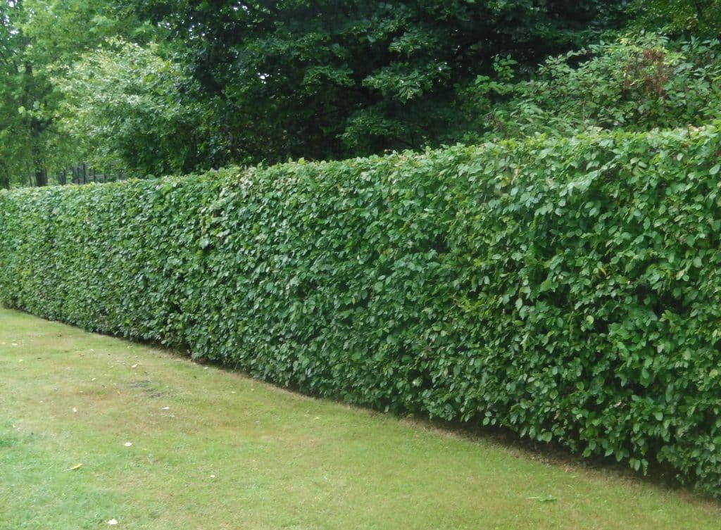 Hornbeam Hedging - Hopes Grove Nurseries