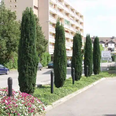 Tall specimens of Green Irish Yew Taxus baccata fastigiata