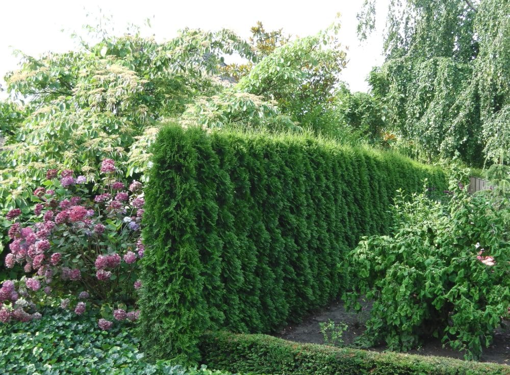 Buy Western Red Cedar Hedging | Thuja Hedge Plants | Arbor Vitae Hedges