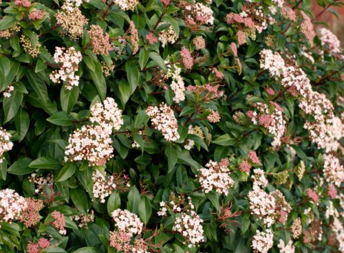 Viburnum Tinus Eve Hedging Plants