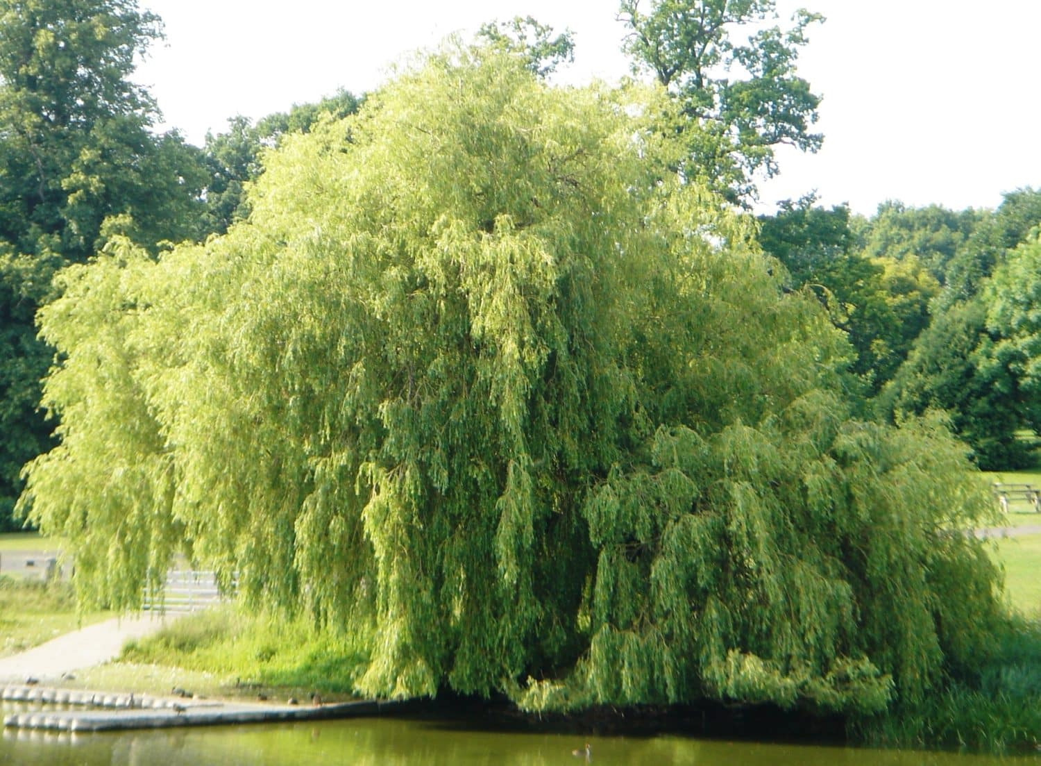 Buy Weeping Golden Willow Salix Chrysocoma | Hedging by Hopes Grove ...