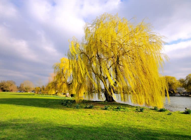 Willow Hedging Plants (Salix) - Willow Golden & More