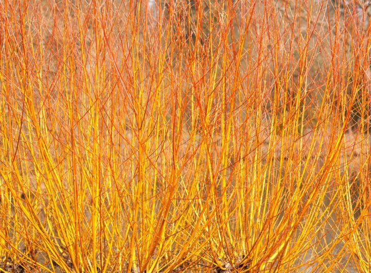 Willow Golden Hedging Plants (Salix Alba Vitellina)