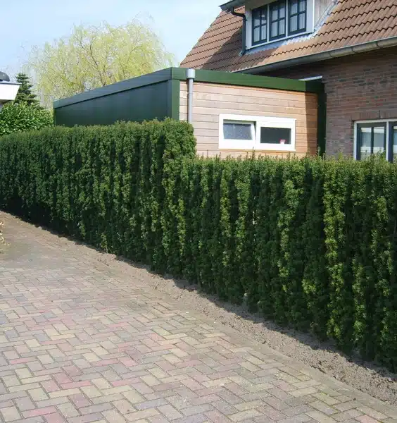 Narrow Yew hedge next to driveway Irish Yew Taxus baccata fastigiata