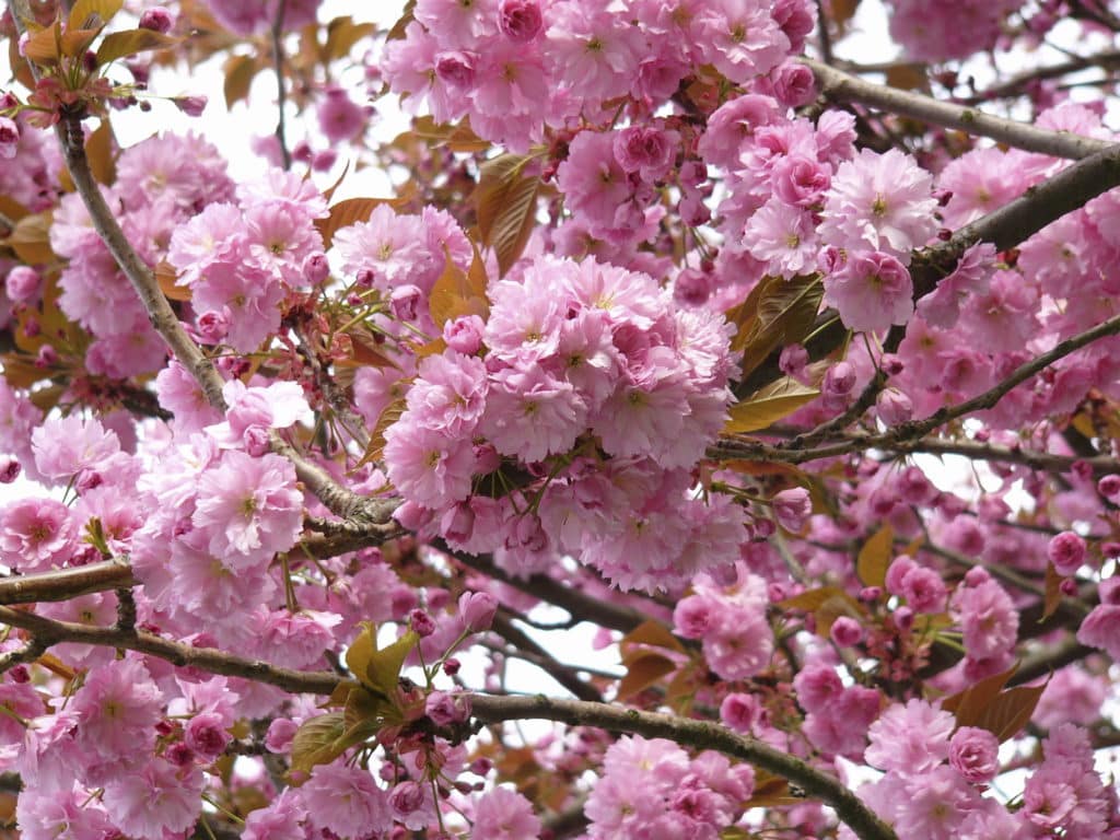 Buy Prunus Kanzan 'Cherry Kanzen' | Prunus Serrulata Kanzan Trees & Shrubs