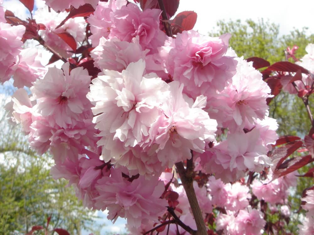 Buy Prunus Royal Burgandy | Cherry Royal Burgandy Ornamental Trees & Shrubs