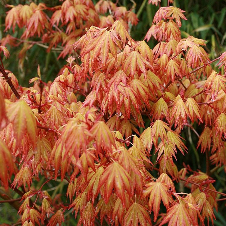 Maple Japanese Golden Ornamental Trees - Hopes Grove Nurseries