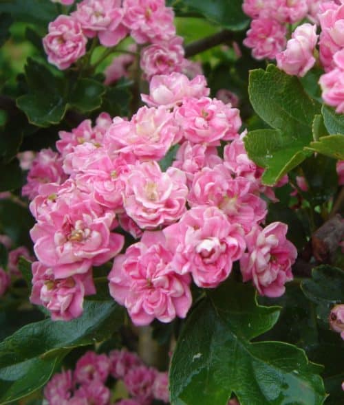 Buy Crataegus Laevigata Rosea Flore Pleno | Double Pink Hawthorn Tree