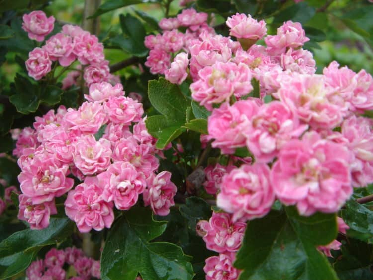 Buy Crataegus Laevigata Rosea Flore Pleno | Double Pink Hawthorn Tree