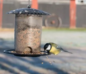 a blue and yellow bird eating from a bird feeder in winter