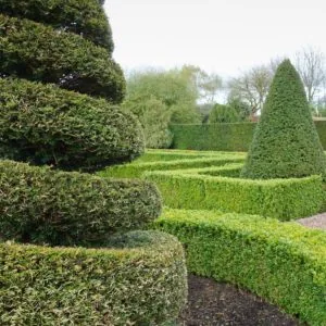 spiral topiary